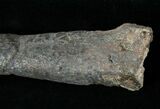 Dryosaurus Tibia - Bone Cabin Quarry #14727-4